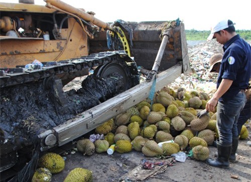 Tiêu hủy hơn 1 tấn sầu riêng bị “tắm” hóa chất ép chín