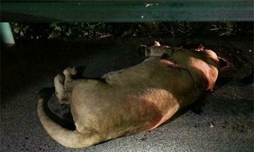 Cảnh sát bắn hạ sư tử sổng chuồng tại... đường cao tốc