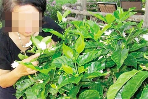 Hà Nội sốt loại cây cảnh tăng ham muốn tình dục