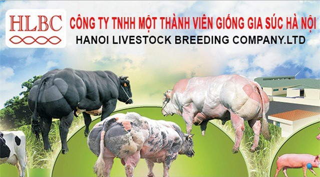 Doanh nghiệp độc quyền giống bò siêu thịt Hà Nội sắp bán đấu giá 2,2 triệu cổ phần