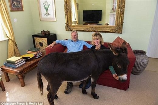 Hài hước chú lừa nhầm mình là... chó trong suốt 3 năm