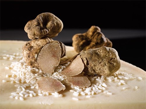 Khám phá loài nấm được coi là "viên kim cương của nhà bếp"