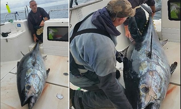 Ngư dân bắt được cá ngừ “khổng lồ” nặng tới 226kg giá hơn 2 tỷ