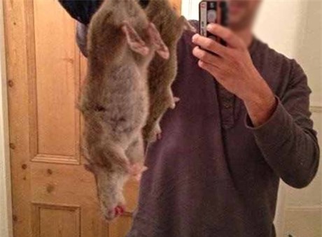 Chuột khổng lồ xuất hiện - Cả vùng Merseyside hoang mang