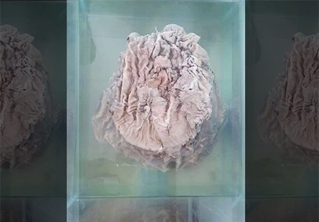 Đào được nấm linh chi Thái Tuế gần 1 tỷ USD trên đường đi nhặt rác