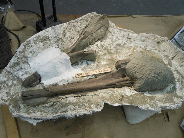 Hé lộ tổ tiên mới của loài cá heo hiện đại