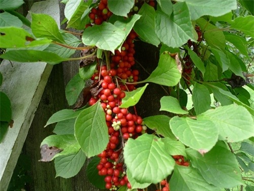 Trung Quốc phát hiện loại thảo dược có thể “tiêu diệt” virut HIV