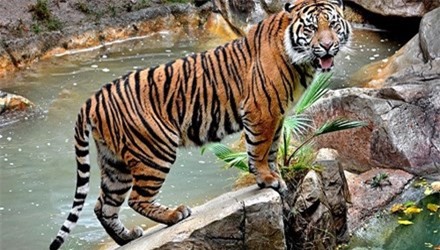 Ba Lan: Một nhân viên sở thú bị hổ Sumatra vồ chết