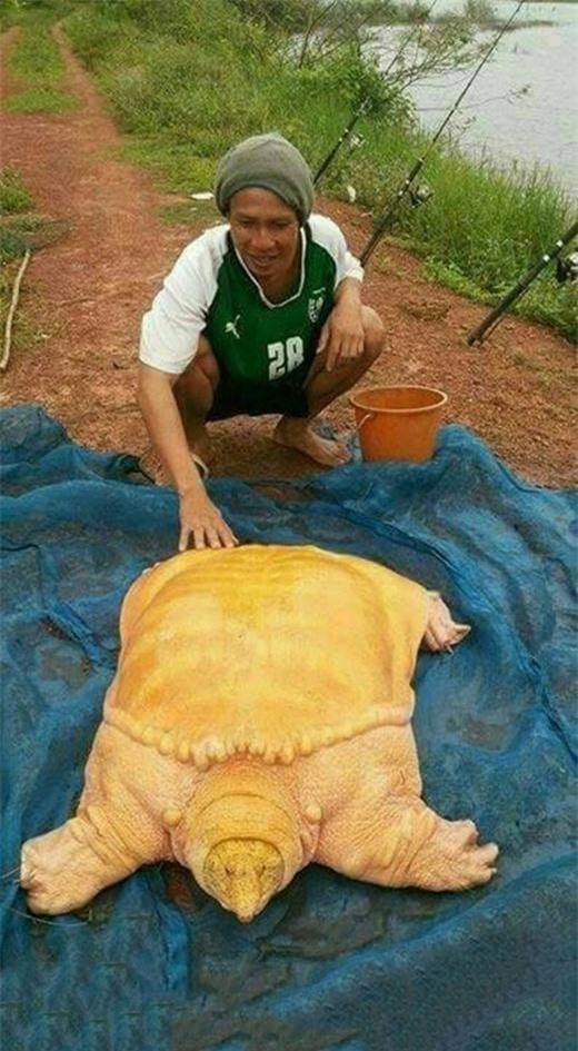 Người Thái hốt hoảng với sự xuất hiện của Ba ba vàng khổng lồ