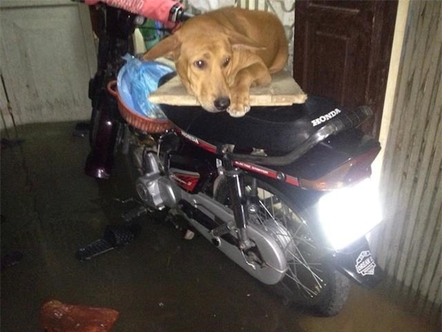 Mưa dông trong đêm, người Hà Nội sống trong ngập lụt