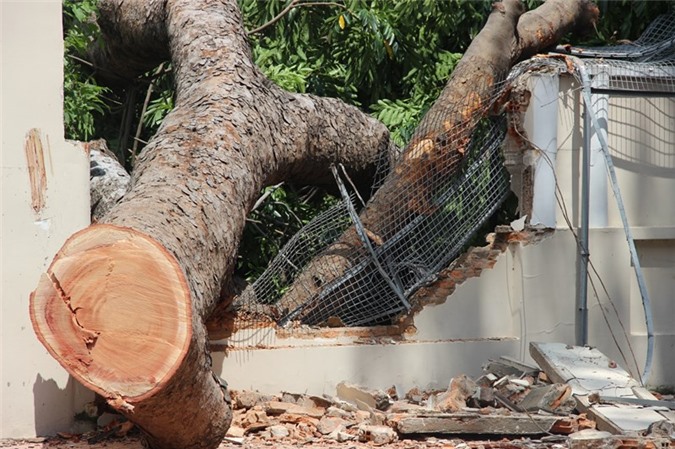 TP. HCM: Cây cổ thụ đè sập tường bao Tổng lãnh sự quán Nga