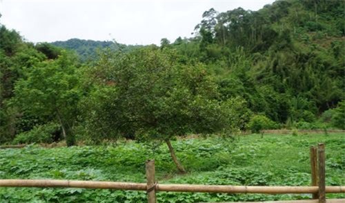 Vụ thảm sát tại Nghệ An: Hung thủ đối mặt với án tử hình?