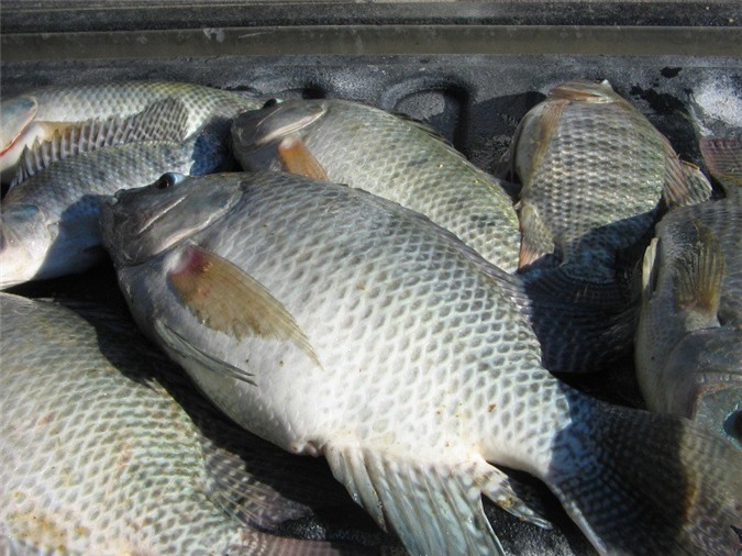 Cá rô phi Việt Nam sang Úc bị phát hiện có chất cấm