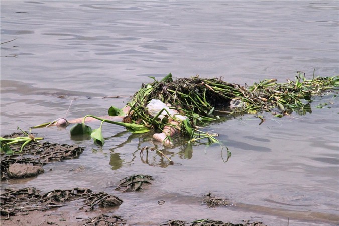 Hoảng hốt phát hiện thi thể cô gái nổi trên sông Sài Gòn