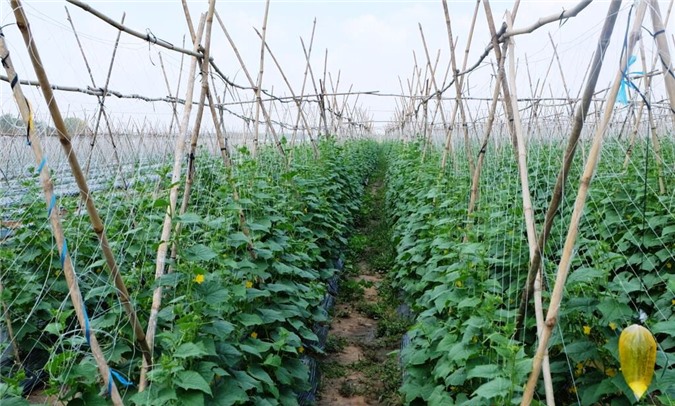 Ngày 1/10, Vingroup sẽ đưa mẻ rau sạch đầu tiên ra thị trường