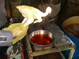 Phát hiện lò mổ dùng hóa chất tạo màu chỗ gỗ để nhuộm vàng gà