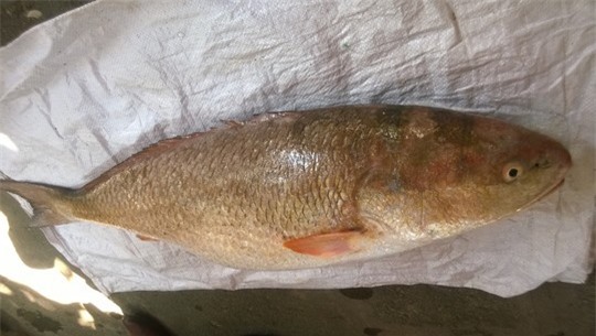 Bắt được “cá lạ” nặng gần 10kg, dài 1m