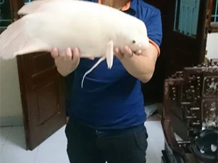 Câu được “quái ngư” ở Hồ Tây
