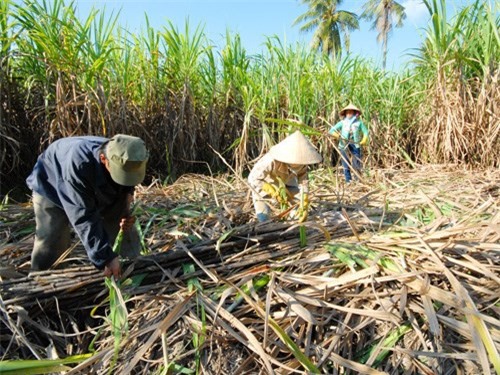 Việt Nam ký thỏa thuận trao đổi giống mía đường với Australia