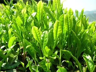 Những tác dụng bất ngờ của lá trà xanh