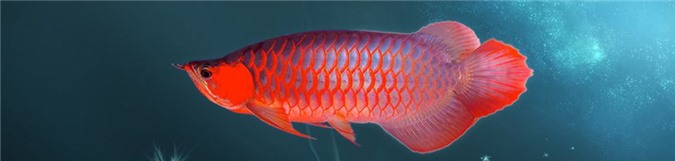 "Đại gia" chơi ngông, chi hàng nghìn USD chơi cá huyết long