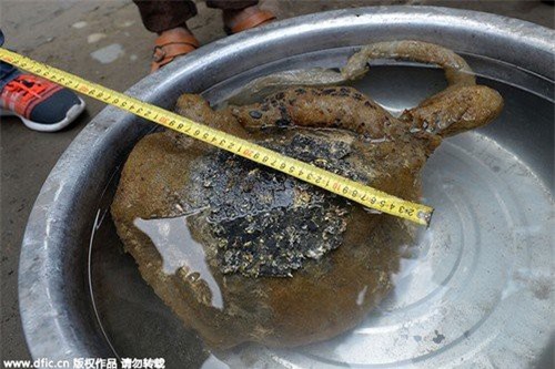 Trung Quốc: Phát hiện nấm chi ngàn năm giá triệu đô?