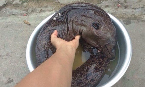 Phát hiện loại cá kỳ lạ ở Nam Định