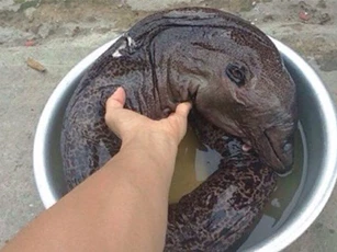 Phát hiện loại cá kỳ lạ ở Nam Định