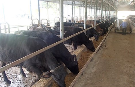 Sắp xuất chuồng loại bò 22 triệu đồng/kg tại Việt Nam