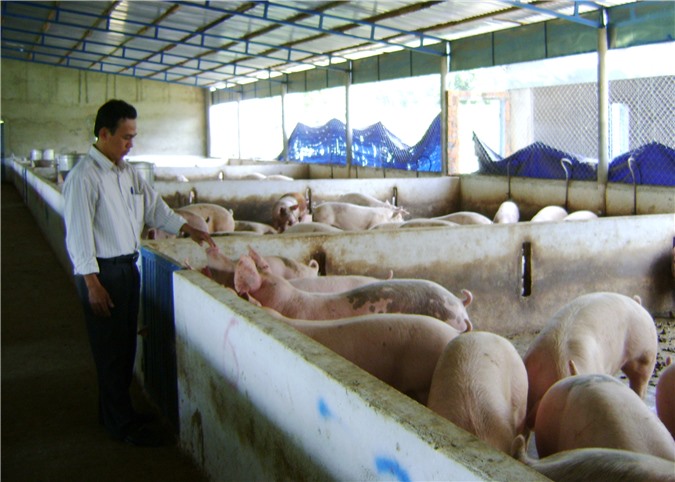 Ngành chăn nuôi có ít nhất 10 năm chuẩn bị cho TPP