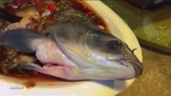 Hoảng hồn phát hiện con cá sống lại dù đã bị nấu chín