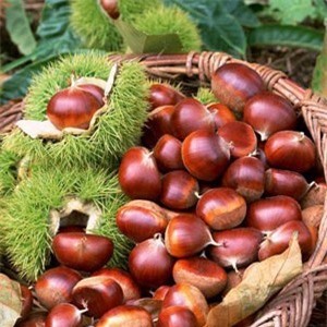 Ăn hạt dẻ, lợi đủ đường