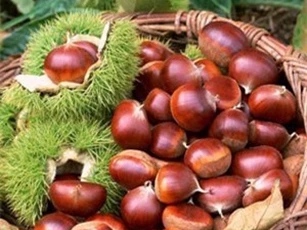 Ăn hạt dẻ, lợi đủ đường