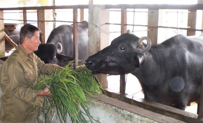 Người chăn bò vĩ đại -  Anh hùng Hồ Giáo qua đời