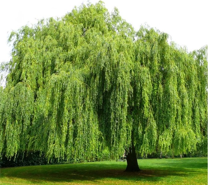 Những loại cây xui xẻo không nên trồng trong vườn