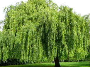 Những loại cây xui xẻo không nên trồng trong vườn