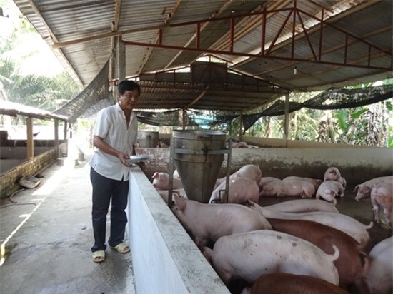 Ngành chăn nuôi hội nhập TPP: Chất lượng phải được đặt lên hàng đầu