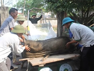 Vò đầu bứt tai, trắng đêm ngó lợn bỏ ăn nằm li bì