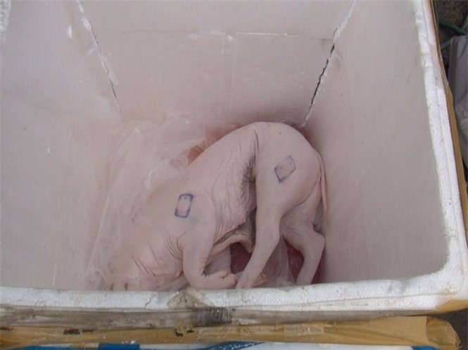 Heo bẩn tiếp tục 'tuồn' về thành phố