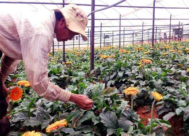 Nhà nông xã ven Đà Lạt lao đao vì nguồn nước bị ô nhiễm