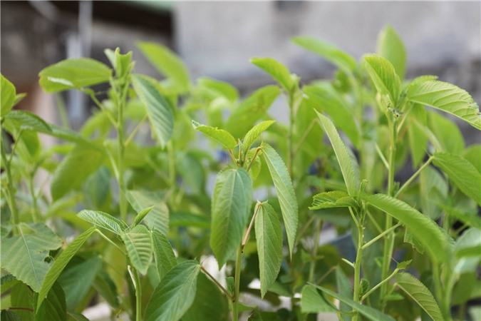 Tác dụng không ngờ của rau đay