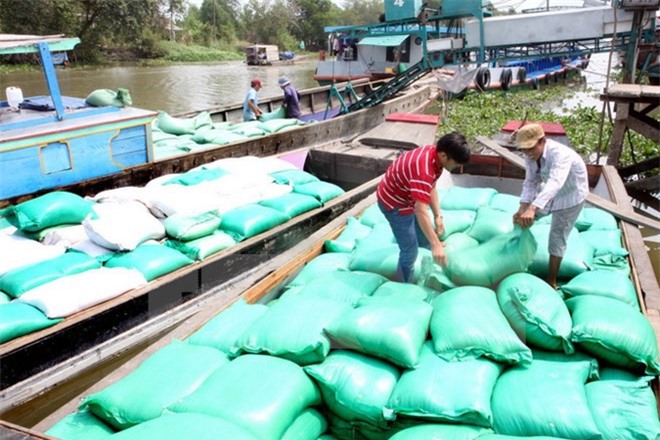 Thị trường lúa gạo trong nước sẽ sôi động do nhu cầu nhập khẩu của Philippines