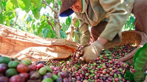 Tiêu điều thị trường cà phê