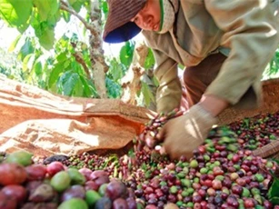 Tiêu điều thị trường cà phê