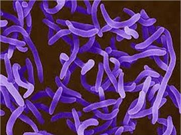 Việt Nam đứng trước nguy cơ lây nhiễm bệnh bạch hầu