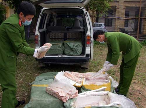 Bắt giữ 450kg nầm lợn hôi thối nhập lậu từ Trung Quốc