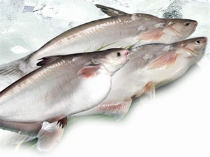 Mỹ áp thuế chống bán phá giá đối với cá tra, basa của Việt Nam