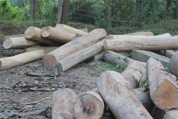 Cảnh sát giao thông tuần tra, bắt giữ xe tải chở gỗ lậu