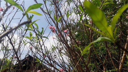 Kỳ lạ những cánh đào rừng khoe sắc nơi vùng biên xứ Nghệ