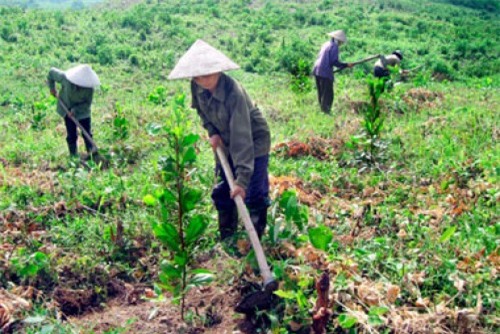Hộ nghèo được vay lãi suất 1,2%/năm để chăn nuôi